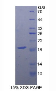 Figure 1. SDS-PAGE