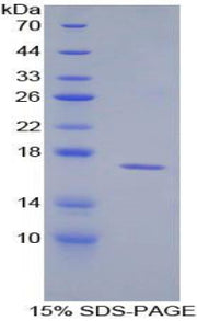 Figure 1. SDS-PAGE