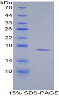 Figure 1. SDS-PAGE