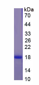 Figure 1. SDS-PAGE