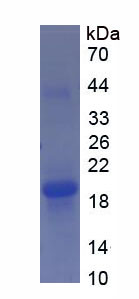 Figure 1. SDS-PAGE