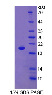 Figure 1. SDS-PAGE