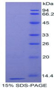 Figure 1. SDS-PAGE
