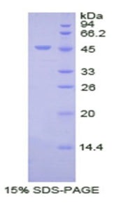 Figure 1. SDS-PAGE