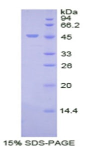Figure 1. SDS-PAGE