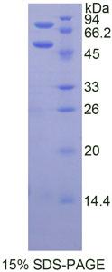 Figure 1. SDS-PAGE