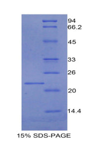 Figure 1. SDS-PAGE