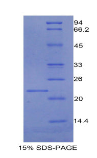 Figure 1. SDS-PAGE
