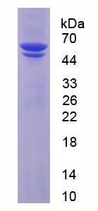 Figure 2. SDS-PAGE