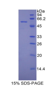 Figure 1. SDS-PAGE