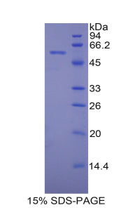 Figure 1. SDS-PAGE