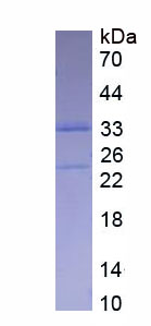 Figure 1. SDS-PAGE