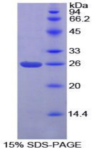 Figure 1. SDS-PAGE
