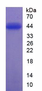 Figure 2. SDS-PAGE