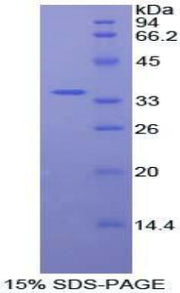 Figure 1. SDS-PAGE