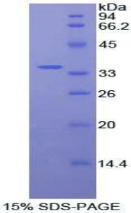 Figure 1. SDS-PAGE