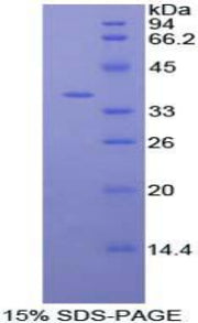 Figure 1. SDS-PAGE