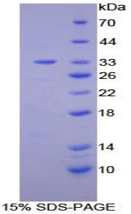 Figure 1. SDS-PAGE