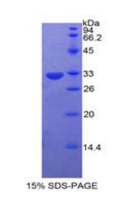 Figure 1. SDS-PAGE