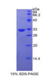Figure 1. SDS-PAGE