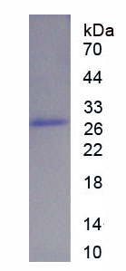 Figure 1. SDS-PAGE