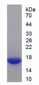 Figure 1. SDS-PAGE