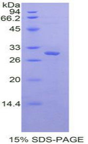 Figure 1. SDS-PAGE