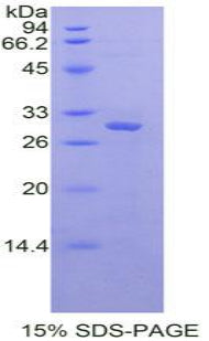 Figure 1. SDS-PAGE
