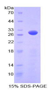Figure 1. SDS-PAGE