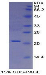 Figure 1. SDS-PAGE