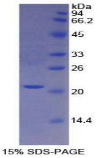 Figure 1. SDS-PAGE