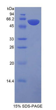 Figure 1. SDS-PAGE