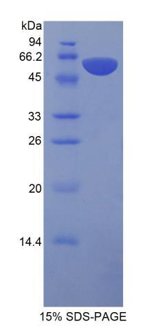 Figure 1. SDS-PAGE