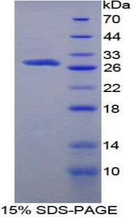 Figure 1. SDS-PAGE