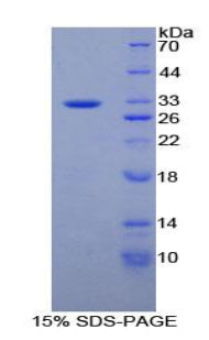 Figure 1. SDS-PAGE