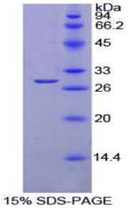 Figure 1. SDS-PAGE