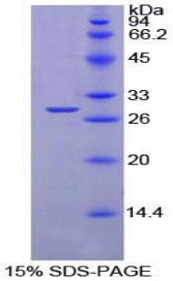 Figure 1. SDS-PAGE