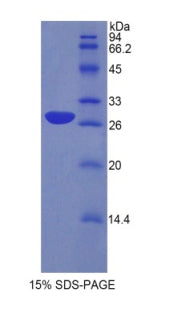 Figure 1. SDS-PAGE