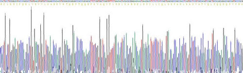 Recombinant Human Proteinase 3 (PR3)