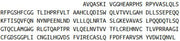 Recombinant Proteinase 3 (PR3), RPU43519