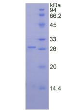 Figure 2. SDS-PAGE