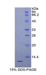 Figure 1. SDS-PAGE