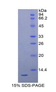 Figure 1. SDS-PAGE