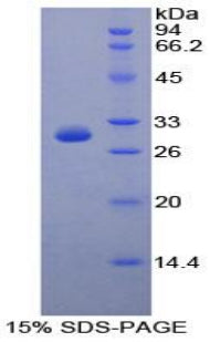 Figure 1. SDS-PAGE