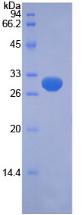 Figure 2. SDS-PAGE