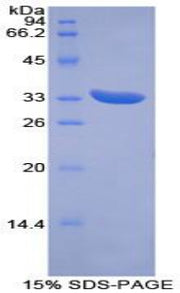 Figure 1. SDS-PAGE