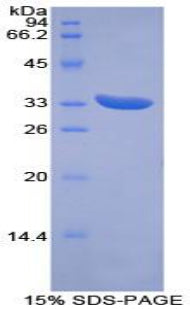 Figure 1. SDS-PAGE