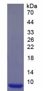 Figure 1. SDS-PAGE