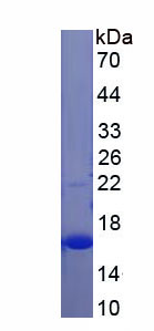 Figure 1. SDS-PAGE