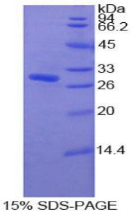Figure 1. SDS-PAGE